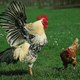 A cock reinforces the poultry world's sexist, male-dominated social hierarchy.